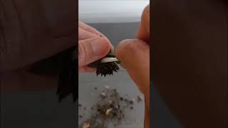 Removing mealybugs sempervivum thanksforwatching pleasesubscribe thanks gracias [upl. by Nicol]