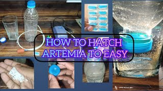 How to hatch Artemia Eggs How to Hatch Brine shrimp🦐Eggs in Tamil aquariumtrending [upl. by Maurer]