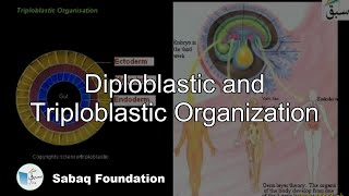 Diploblastic and Triploblastic Organization Biology Lecture  Sabaqpk [upl. by Halbeib]