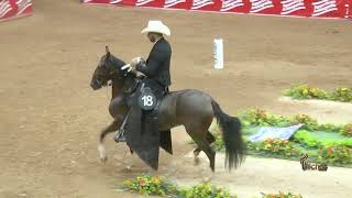 MAGMA DE ARROYOHONDO CAMPEONA JOVEN TROCHA COLOMBIANA 22 EXPO RIONEGRO GRADO B 2024 [upl. by Anibla640]