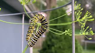 Black swallowtail caterpillar [upl. by Deegan9]