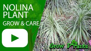 Nolina plant  grow amp care Bear Grass plant [upl. by Pembroke]