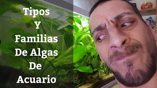 🔵 Tipos Y Familias De Algas De AcuarioClorophytasRodophytasCianophytas Y Crisophytas AcuariosMB [upl. by Alten]