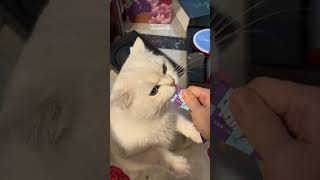 very hungry cat 😋🤣 cat catshorts catlover catvideos cateat cateatfood [upl. by Anihsat]