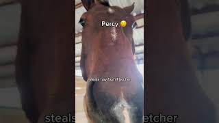 Animals at our Barn and their ✨Problems✨ funny horse shorts trending [upl. by Nnaid84]