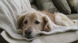 Young Golden Retriever Tries to Get Old Dog to Play Short Film [upl. by Earb931]