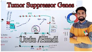 Cancer Part3 Tumor Suppressor Genes and Cancer ║Best Video║P53 Rb  other examples║URDUHINDI [upl. by Burney]