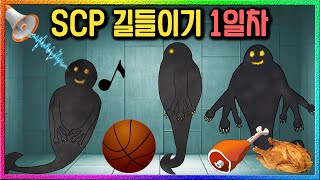 SCP5031 길들이기 1일차  음악 공놀이 음식 실험의 결과는 [upl. by Hakeem]