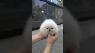 Cute white miniteacup Pomeranian puppy video😘💖 [upl. by Aneeg]