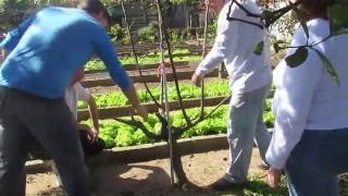 340   ESPAÃ‡AMENTO E PODA DO FIGO E DA LARANJEIRA â€“ FERRAZ DE VASCONCELOS SP [upl. by Einuj990]