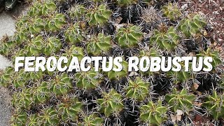 Ferocactus Robustus Um Guia Completo [upl. by Applegate]