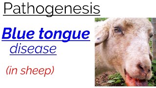 Pathogenesis  BLUE TONGUE  disease  in sheep  fully explained  hindi  english [upl. by Lebasy]