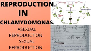 REPRODUCTION IN CHLAMYDOMONASSexual and Asexualwith notes and diagramsbotany bsc [upl. by Hoeve934]