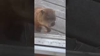 Woodchucks on my Porch [upl. by Homans]