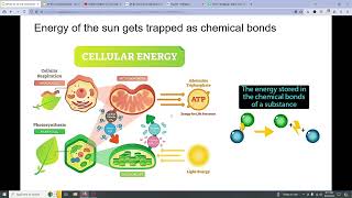 AP BIO 31 to 33 [upl. by Sim]