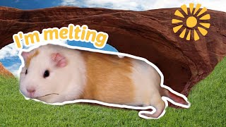 How to Help Your Guinea Pigs Beat the Heat [upl. by Eenej]