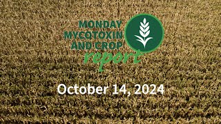 Monday Mycotoxin and Crop Report for October 14 2024 [upl. by Ikeda124]