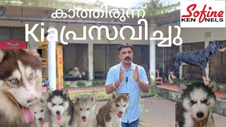 Doberman  Beagle amp Siberian Husky കാത്തിരുന്ന് Kia പ്രസവിച്ചു [upl. by Brandt]