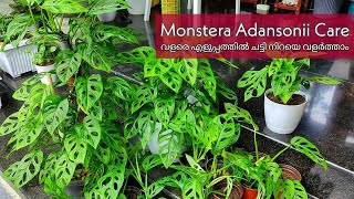 Monstera Adansonii care n propagation  എളുപ്പത്തിൽ ചട്ടി നിറയെ വളർത്തിയെടുക്കാം [upl. by Lleon858]