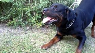 Big Rottweiler defends his territory 2 [upl. by Izy299]