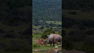 Rhino VS Lion 😅 wildlife [upl. by Elston]