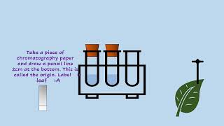 AQA A LEVEL BIOLOGY  REQUIRED PRACTICAL 7 CHROMATOGRAPHY [upl. by Laeahcim]