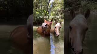 They’re Divine 🤩 horse equestrian roadto500subs [upl. by Lanny]