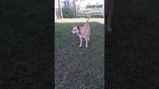 My dogs part 20 shorts dogs [upl. by Hubble]