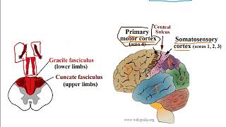 Video 207 Ascending and Descending Spinal Cord Pathways Functions Decussations and Lesion Effects [upl. by Tena136]