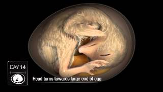 Chicken Embryo Development [upl. by Jet]