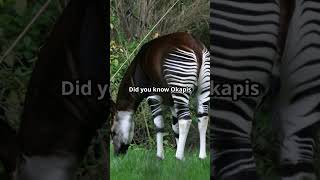 Discover the Mysterious Okapi facts wildlife animals interestingfacts nature education [upl. by Sirtimid]