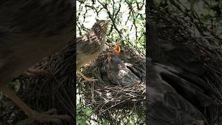 Babbler feeding video birdnest nature beautifulnest birdsounds nesting [upl. by Nered]