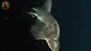 Bowmounth Guitarfish caught on rod and line [upl. by Yerfdog]