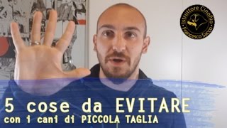 5 cose da EVITARE con i cani di PICCOLA TAGLIA [upl. by Metsky935]