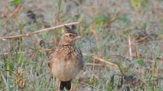 Malabar lark bird DSCN4619 [upl. by Larimor277]