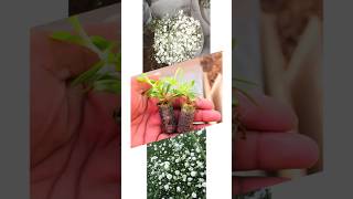 gypsophila flower plantshorts farming agriculture kisan flowers baby breath [upl. by Ezeerb]