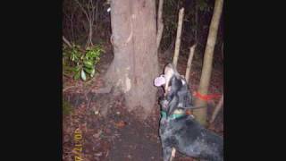 coon hunting videos [upl. by Eicnan]