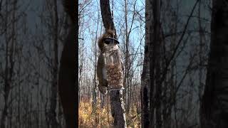 Adorable Squirrel Spotting at FortWhyte Alive [upl. by Suiravat]