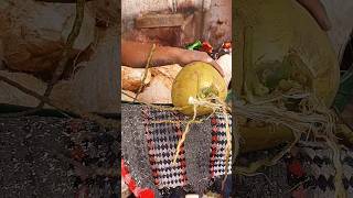 Skillful man peeling coconut very Easy fruit coconut cuttingskils shorts [upl. by Phelgon813]