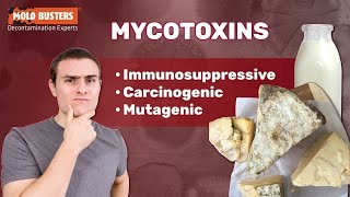 What Are Mycotoxins 🦠☣ 😷 [upl. by Eberle888]