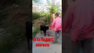 Ba ka ke bakri charwata viralvideo shortvideo sorts facts world factslides allfacts viraltes [upl. by Arline]