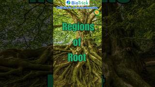 What are the different regions of Root… Morphology  Flowering Plants  Class 11 Biology neet [upl. by Av]