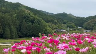 20240520 五分咲き 山あいを彩る色鮮やかな色待宵草の花 〜愛媛県西予市〜 [upl. by Adnala411]