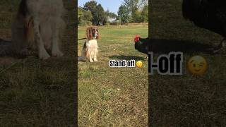 Cockerel eye’s up Spaniel…backyardchickens springerspaniel putdoorlife [upl. by Eixor]