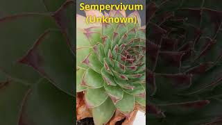 Sempervivum 2024 succulent houseplants showcase [upl. by Luckett]