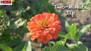 Pruning ZINNIAS for Sturdier More PRODUCTIVE Plants [upl. by Erwin835]