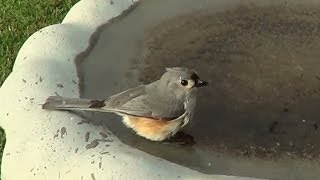 The Tufted Titmouse Bird [upl. by Festa436]