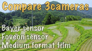 Compare 3cameras Bayer sensor VS Foveon sensor VS Medium format film 『棚田 Rice terraces』 [upl. by Rothwell]