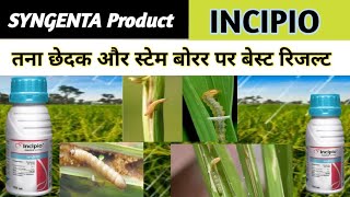 SYNGENTA INCIPIO insecticide  Best insecticid  इंसिपियो  तना छेदक और स्टेम बोरर पर बेस्ट कंट्रोल [upl. by Claudio]