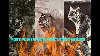 Top 6 Most Powerful Extinct Tiger Subspecies [upl. by Hoy191]